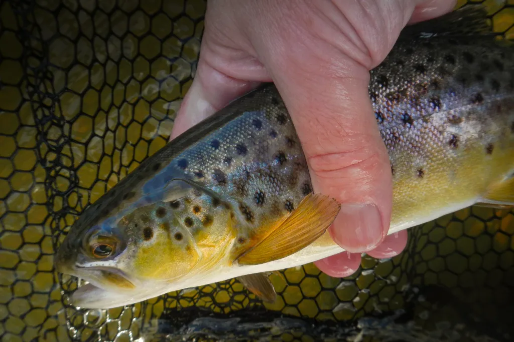 Brown trout