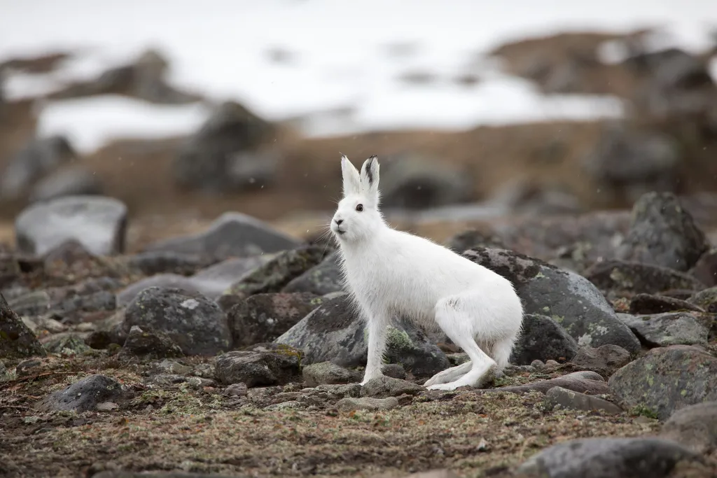 Mountain hare, winter