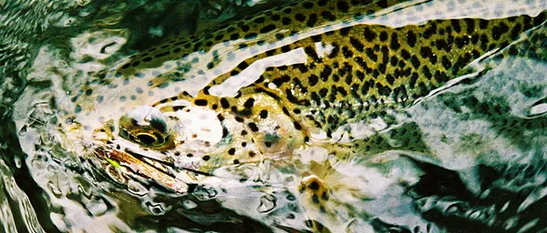 User submitted picture: Sea-run cutthroat.  Shot ...