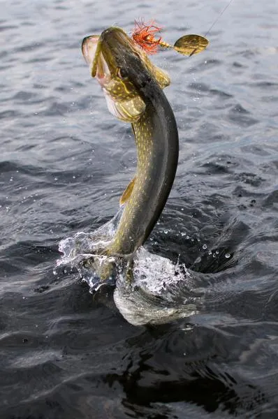 User submitted picture: dancing in the lake