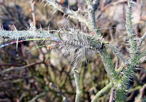 User submitted picture: My trusted friend - The M...