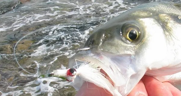 User submitted picture: scottish bass on a clouse...