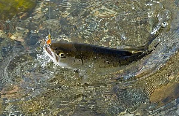User submitted picture: Seatrout coming in.