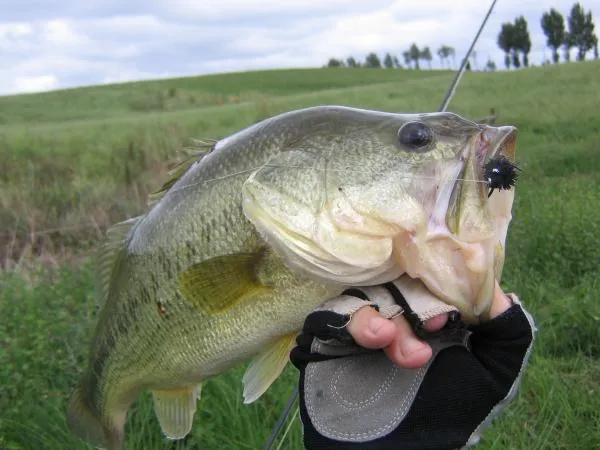 User submitted picture: fishing bass lonely.....