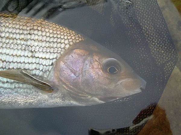 User submitted picture: 2 lb grayling, River Earn...