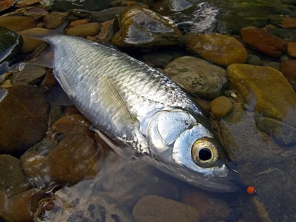 User submitted picture: Bleak  with micro-nymph.