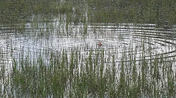 User submitted picture: Tailing redfish on a spar...