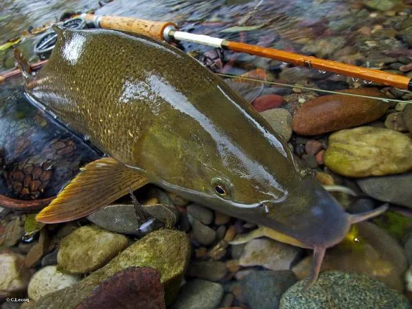 User submitted picture: Barbel