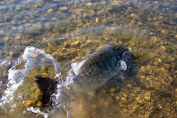 User submitted picture: Catch and release personi...