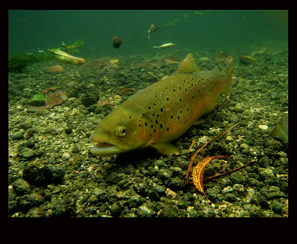 User submitted picture: relaxation