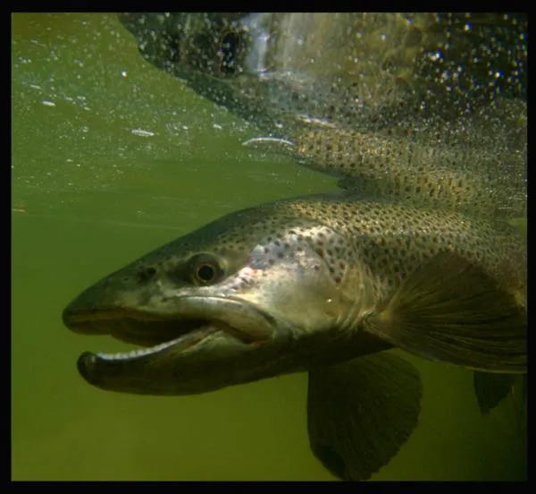 User submitted picture: face to face