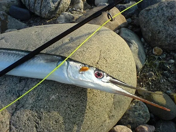 User submitted picture: The season has begun - Di...