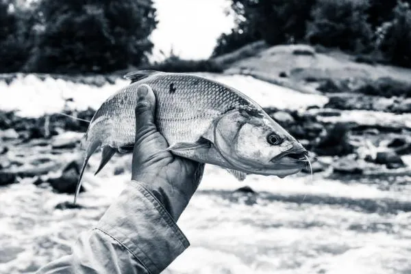 User submitted picture: Black and White