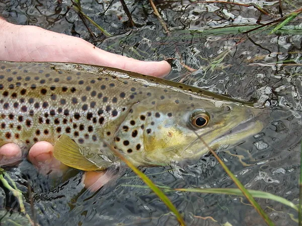 User submitted picture: A beautiful South African...