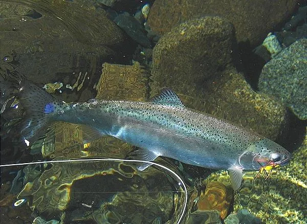 User submitted picture: Rainbow trout & Chernobyl...