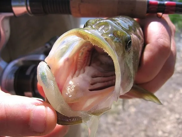 User submitted picture: Little Bass