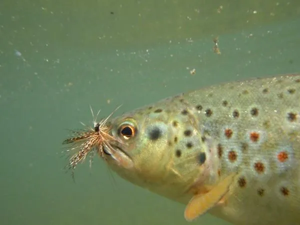 User submitted picture: During a mayfly hatch