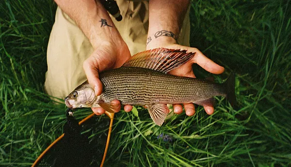 User submitted picture: A 34cm  German Grayling c...