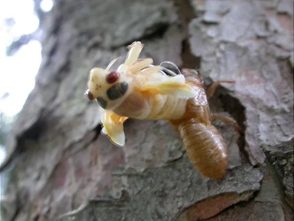 User submitted picture: Once every 17 years Brood...