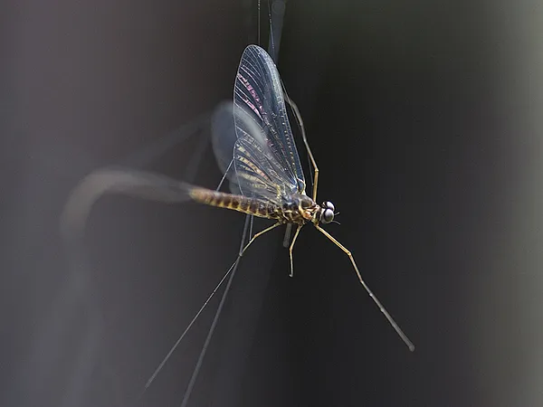 User submitted picture: Small mayfly spinner caug...