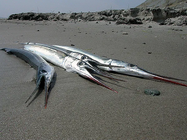 User submitted picture: Sandy Garfish