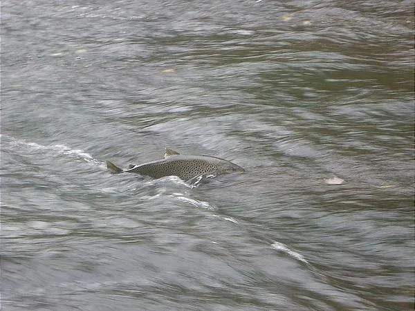 User submitted picture: Spawning fish. I'm not s...