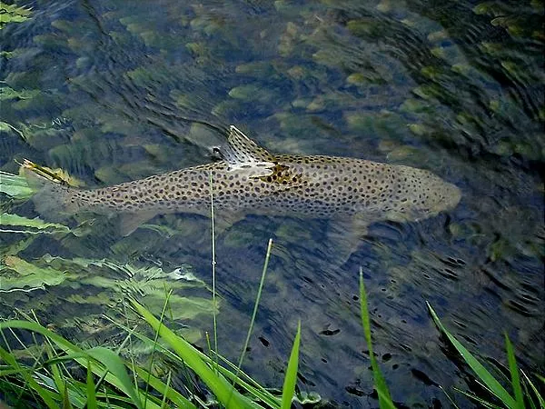 User submitted picture: This is a beautiful 18" ...