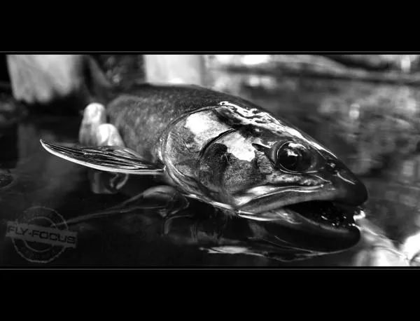 User submitted picture: Brook Trout