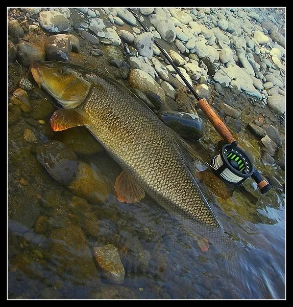 User submitted picture: barbel of the "gave de P...