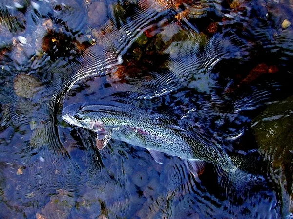 User submitted picture: Spring Upper Susitna Rain...