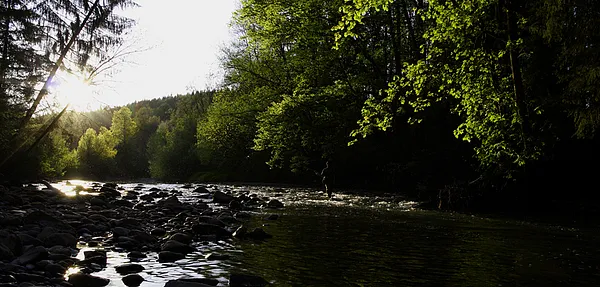 User submitted picture: Nature...little evening h...