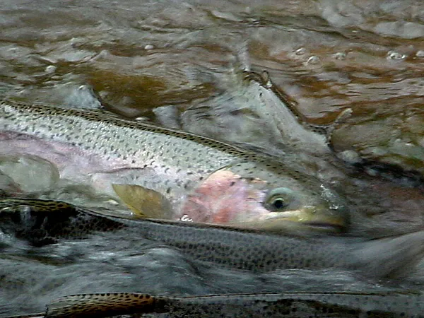 User submitted picture: This picture is of a stee...